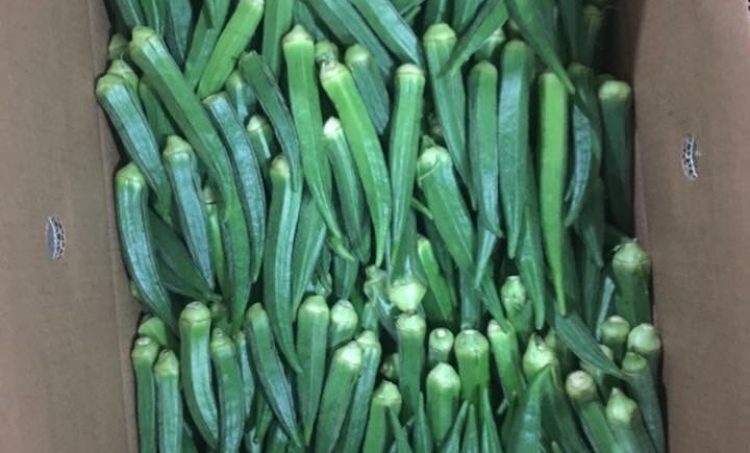 Ms Exim Okra 2