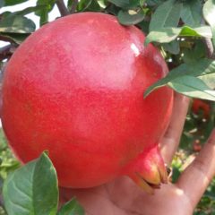 Ms Exim Pomegranate 3